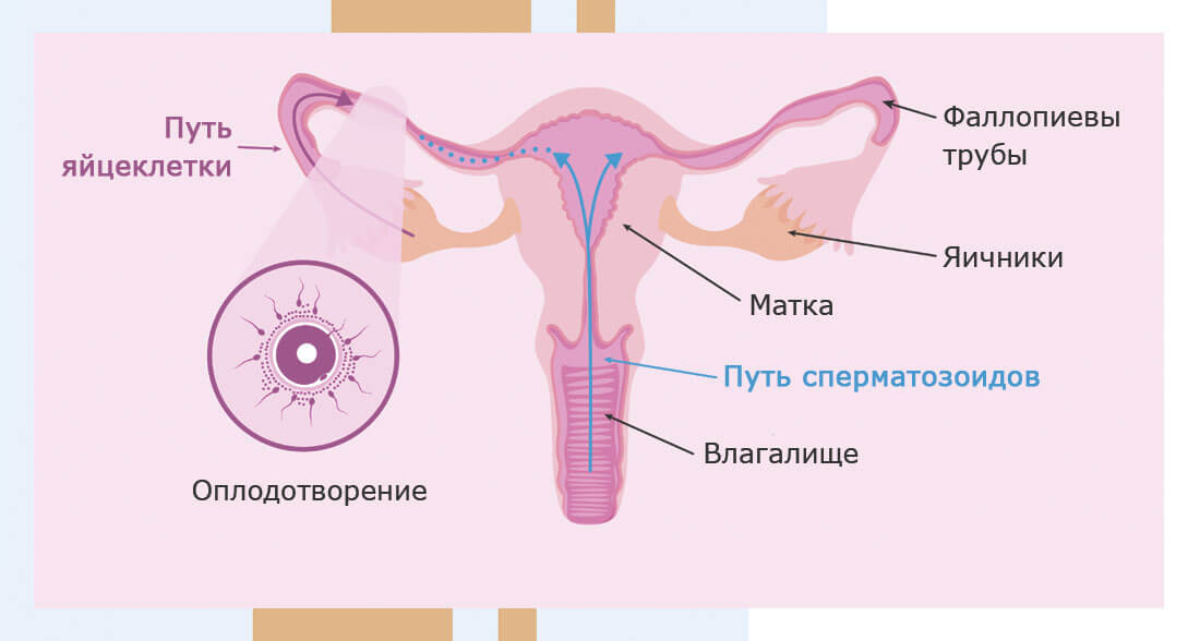 Как происходит зачатие - Изображение n. 1