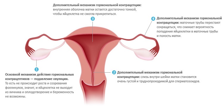 Влияние противозачаточных препаратов на матку